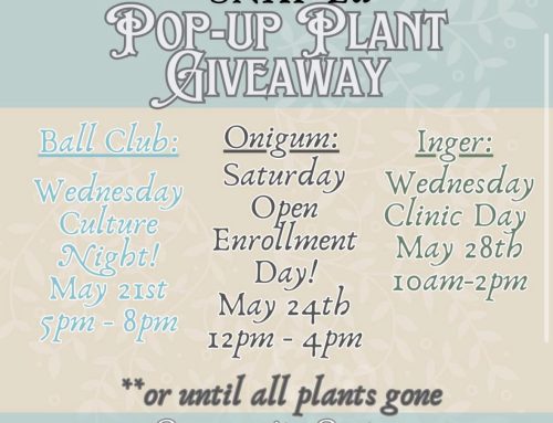 Pop-Up Plant Giveaway